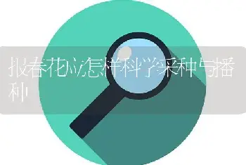 报春花应怎样科学采种与播种