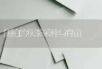 玫瑰繁殖方法