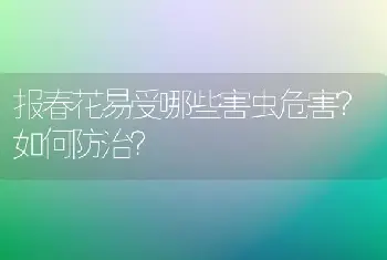 报春花易受哪些害虫危害？如何防治？