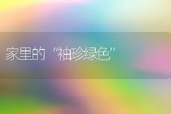 家里的“袖珍绿色”