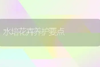 水培花卉养护要点