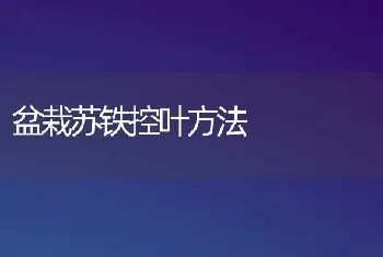 盆栽苏铁控叶方法