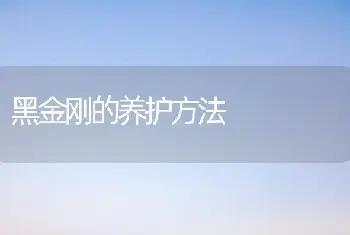 黑金刚的养护方法