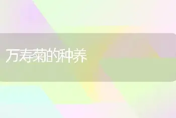 万寿菊的种养