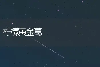 柠檬黄金葛