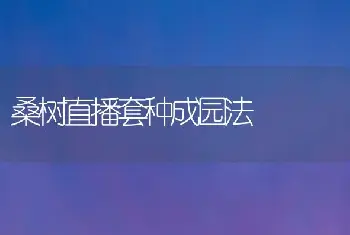 桑树直播套种成园法