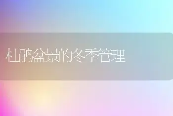 杜鹃盆景的冬季管理