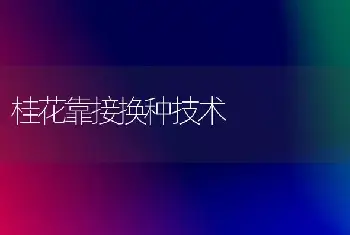 桂花靠接换种技术