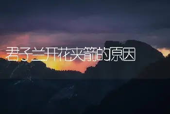 君子兰开花夹箭的原因