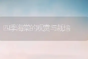 四季海棠的观赏与栽培