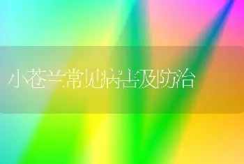 如何科学养护打碗花