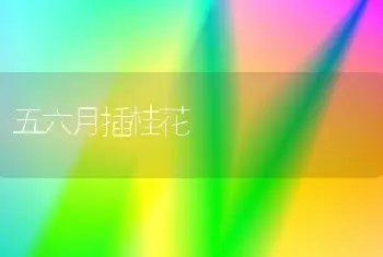 五六月插桂花