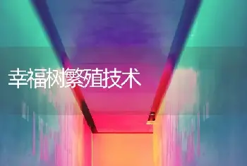 幸福树繁殖技术