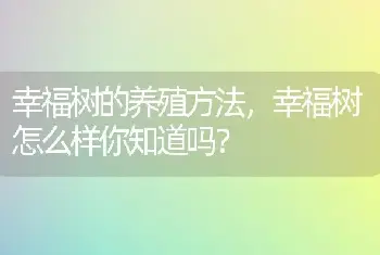 幸福树的养殖方法，幸福树怎么样你知道吗？