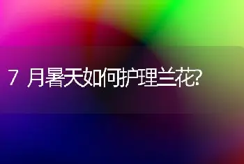 7月暑天如何护理兰花?