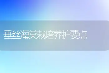 垂丝海棠栽培养护要点