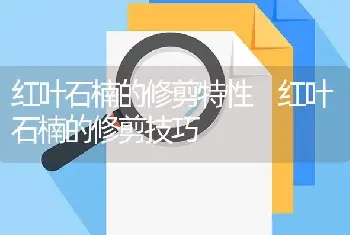 红叶石楠的修剪特性 红叶石楠的修剪技巧