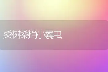 新几内亚凤仙的组织培养