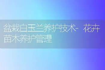 盆栽白玉兰养护技术-花卉苗木养护管理