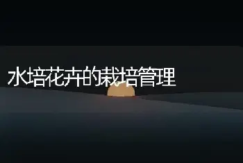 金边瑞香的养护管理