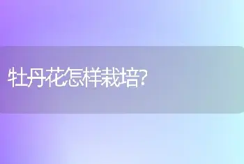 牡丹花怎样栽培？