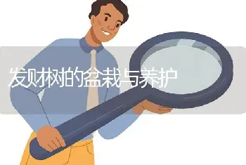 发财树的盆栽与养护