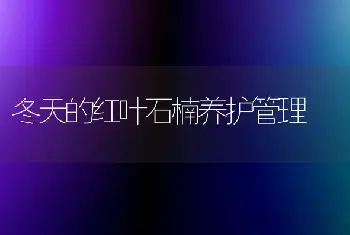 冬天的红叶石楠养护管理