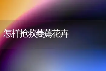 怎样抢救萎蔫花卉