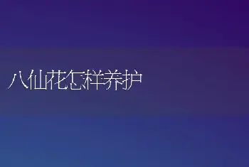 八仙花怎样养护