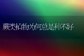 玫瑰快速育苗技术