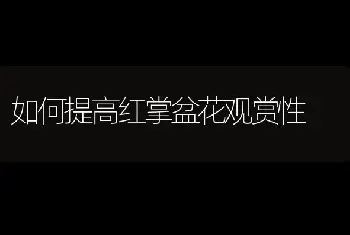 如何提高红掌盆花观赏性