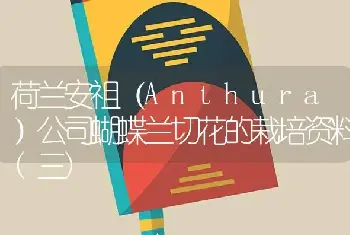 荷兰安祖（Anthura）公司蝴蝶兰切花的栽培资料(三)