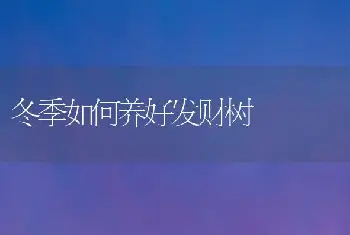 冬季如何养好发财树