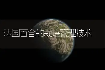 法国百合的栽培管理技术