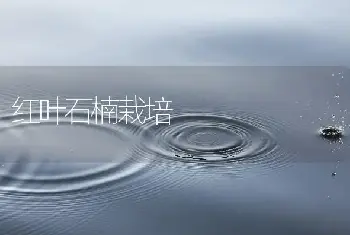 红叶石楠栽培