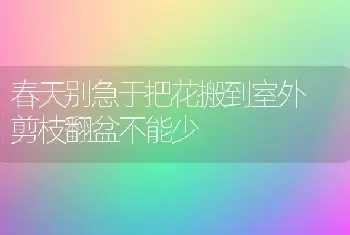 春天别急于把花搬到室外 剪枝翻盆不能少