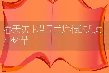 春天防止君子兰烂根的几点小环节