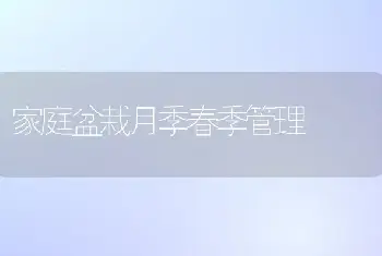 家庭盆栽月季春季管理