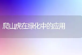 爬山虎在绿化中的应用