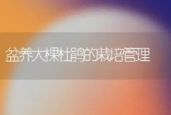 盆养大棵杜鹃的栽培管理