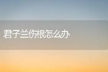 君子兰伤根怎么办