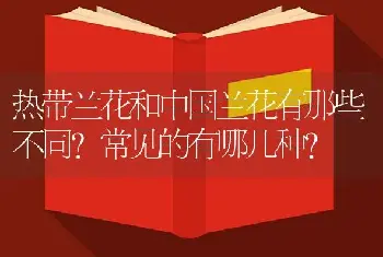 热带兰花和中国兰花有那些不同?常见的有哪几种?