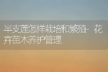 半支莲怎样栽培和繁殖-花卉苗木养护管理