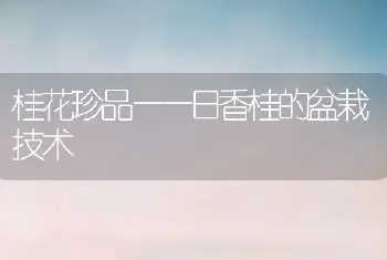 桂花珍品——日香桂的盆栽技术