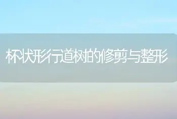 杯状形行道树的修剪与整形