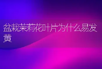 盆栽茉莉花叶片为什么易发黄