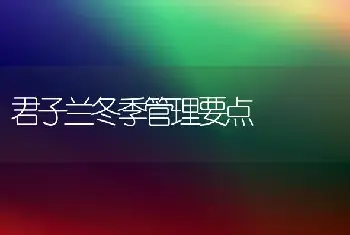 君子兰冬季管理要点