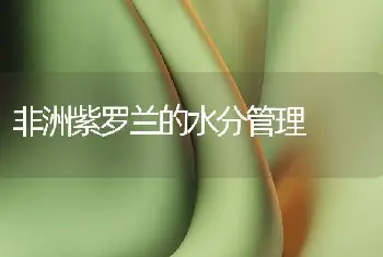 非洲紫罗兰的水分管理