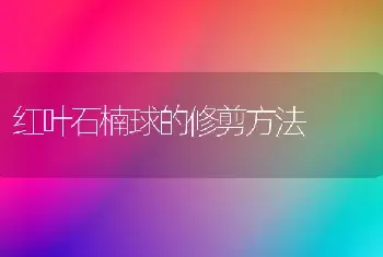 红叶石楠球的修剪方法