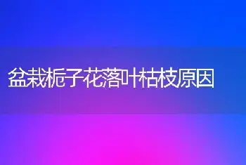 盆栽栀子花落叶枯枝原因